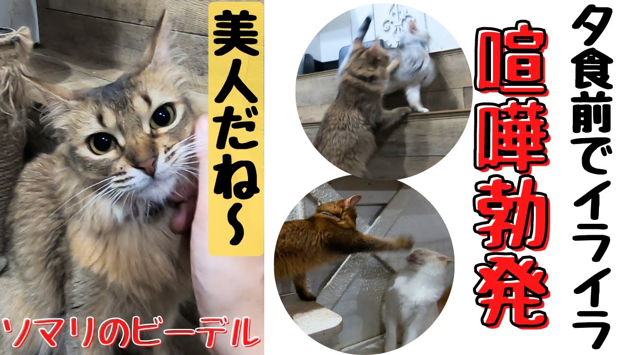 繁殖場から来た美人ソマリは里親決定　夕食前でイライラ喧嘩勃発（保護猫カフェ猫の木）十三駅　Beautiful Somali fights frustrated before dinner