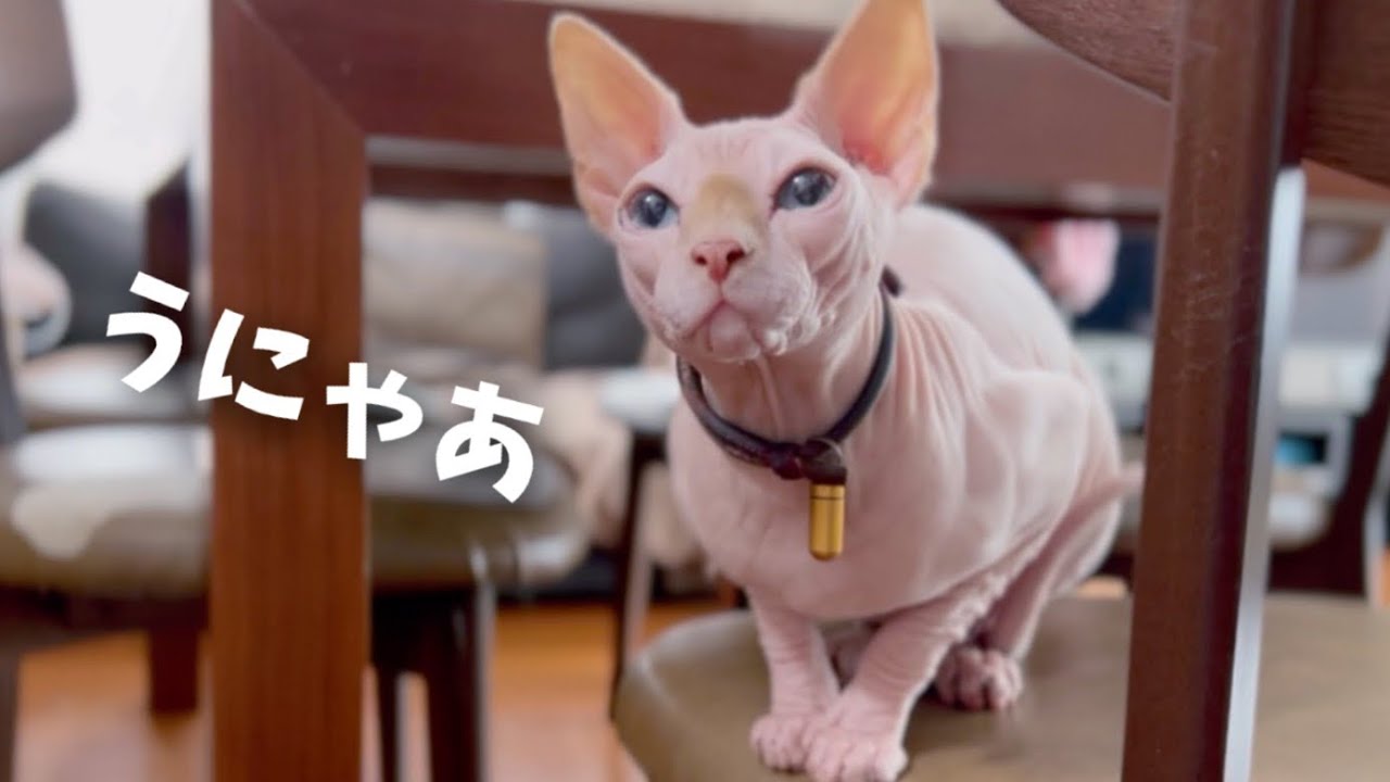 おしゃべり過ぎるスフィンクス猫…いつもなんか言ってます