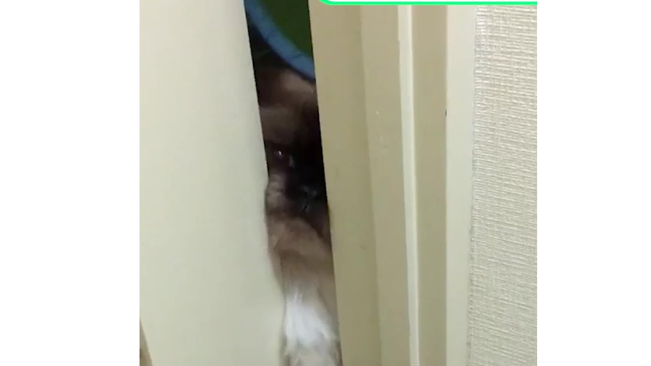 純血種なのにペットショップから放棄されたヒマラヤン　理由は「下痢ばかりして売れない」