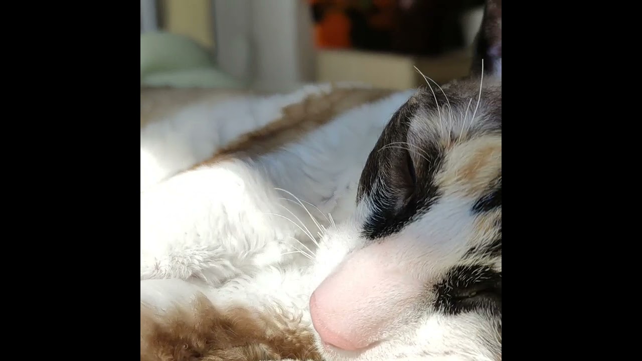 Cornish Rex girl,  named Joelya.