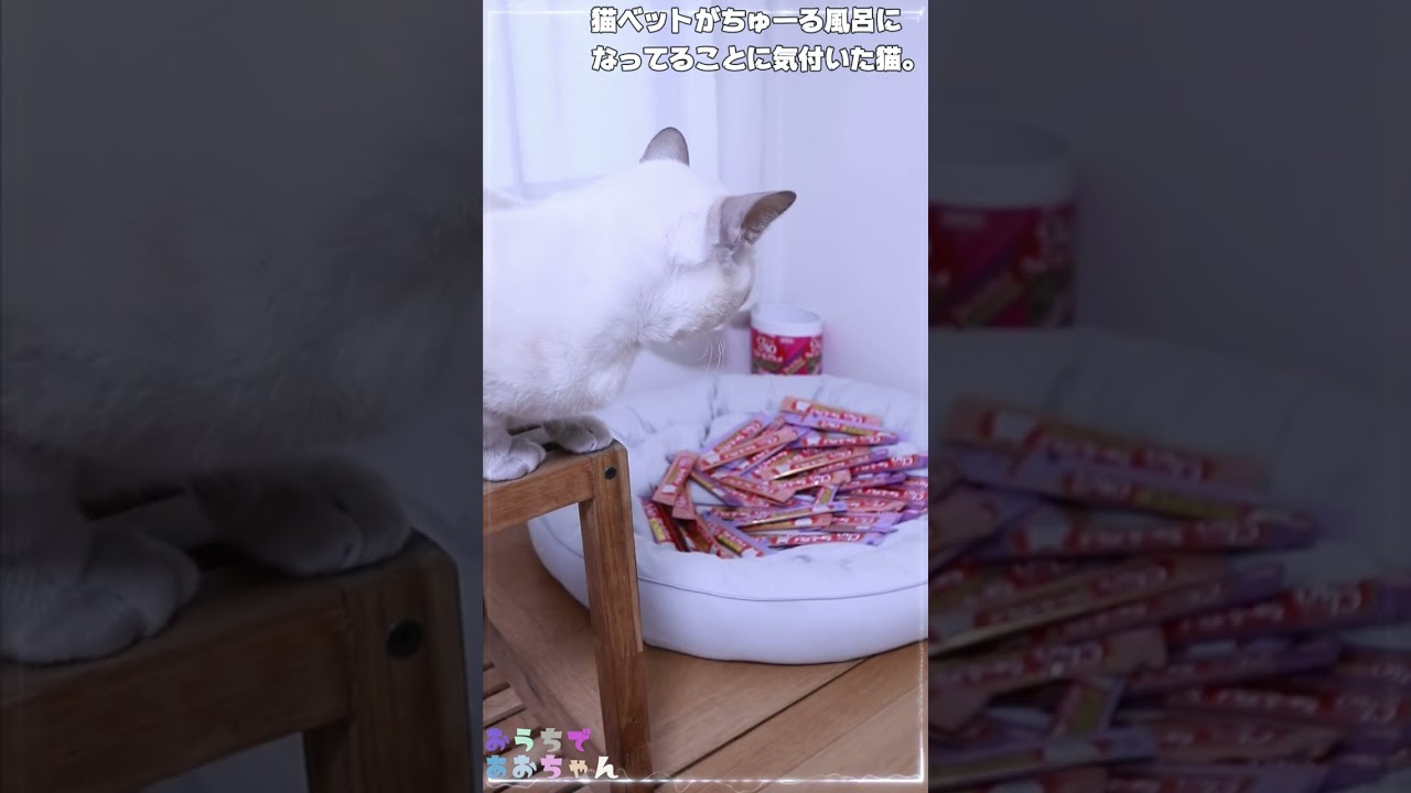 猫ベットがちゅーる風呂になってることに気付いた猫の反応。【猫動画】