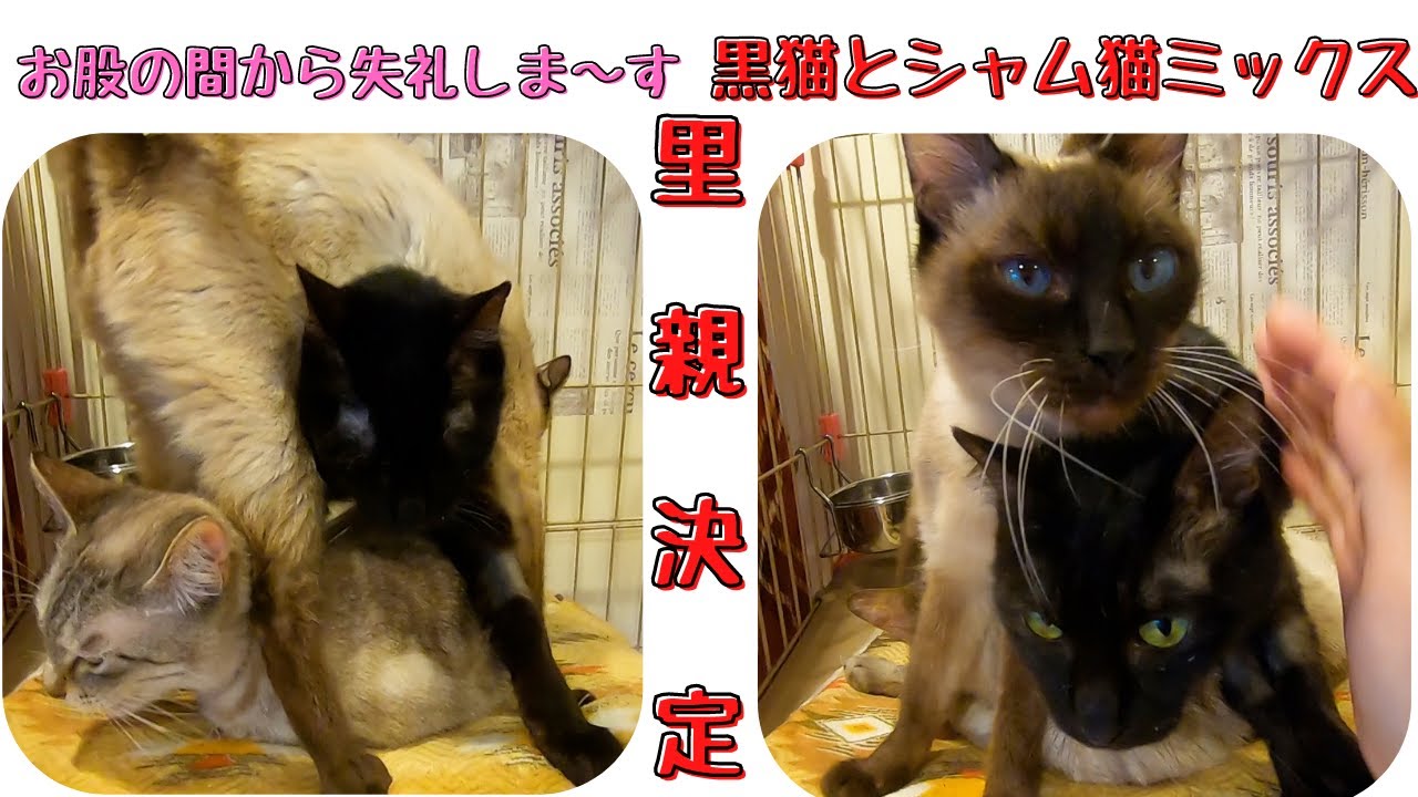 黒猫とシャム猫ミックスは人懐っこくてスリスリして里親決定　保護猫カフェ猫の恵庭難波　Black cat and Siamese cat mix decided to be foster parents