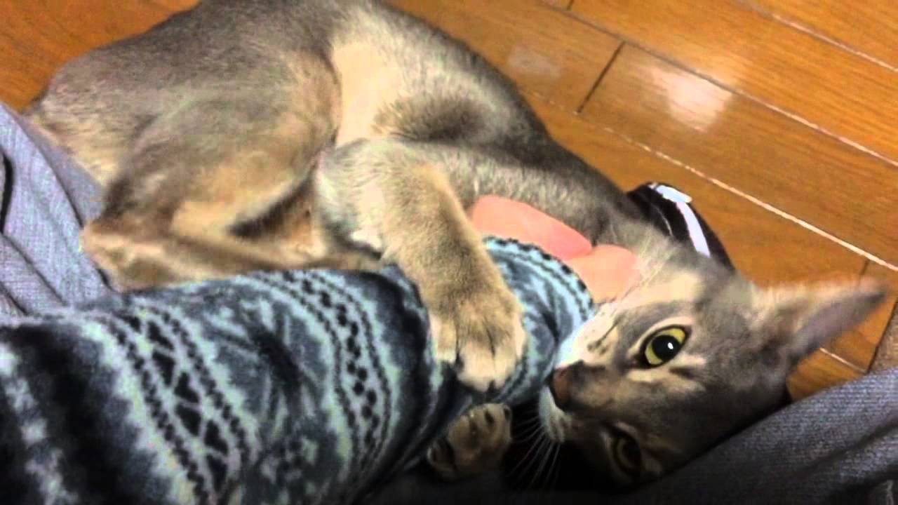 やはり凶暴だったアビシニアン　Abyssinian