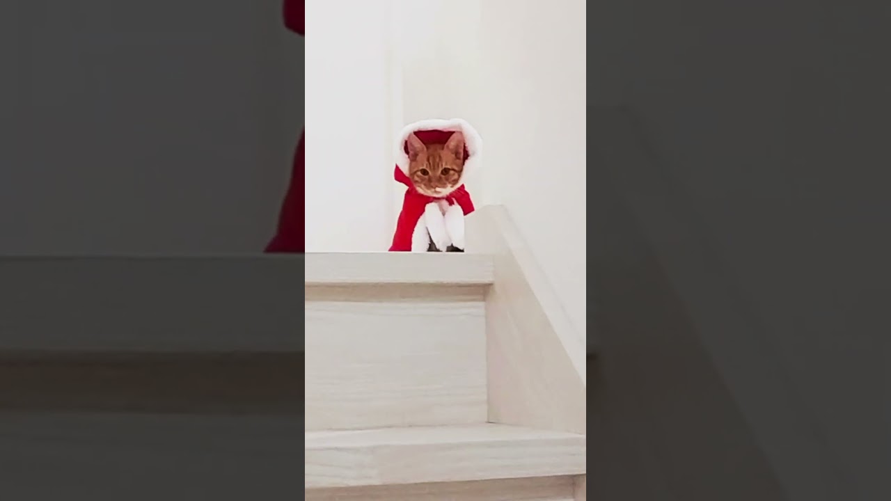 クリスマスと可愛い子猫 #shorts