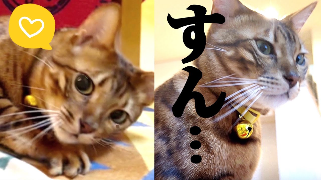 デレから急に『すん』してくるサイコパス猫が可愛い