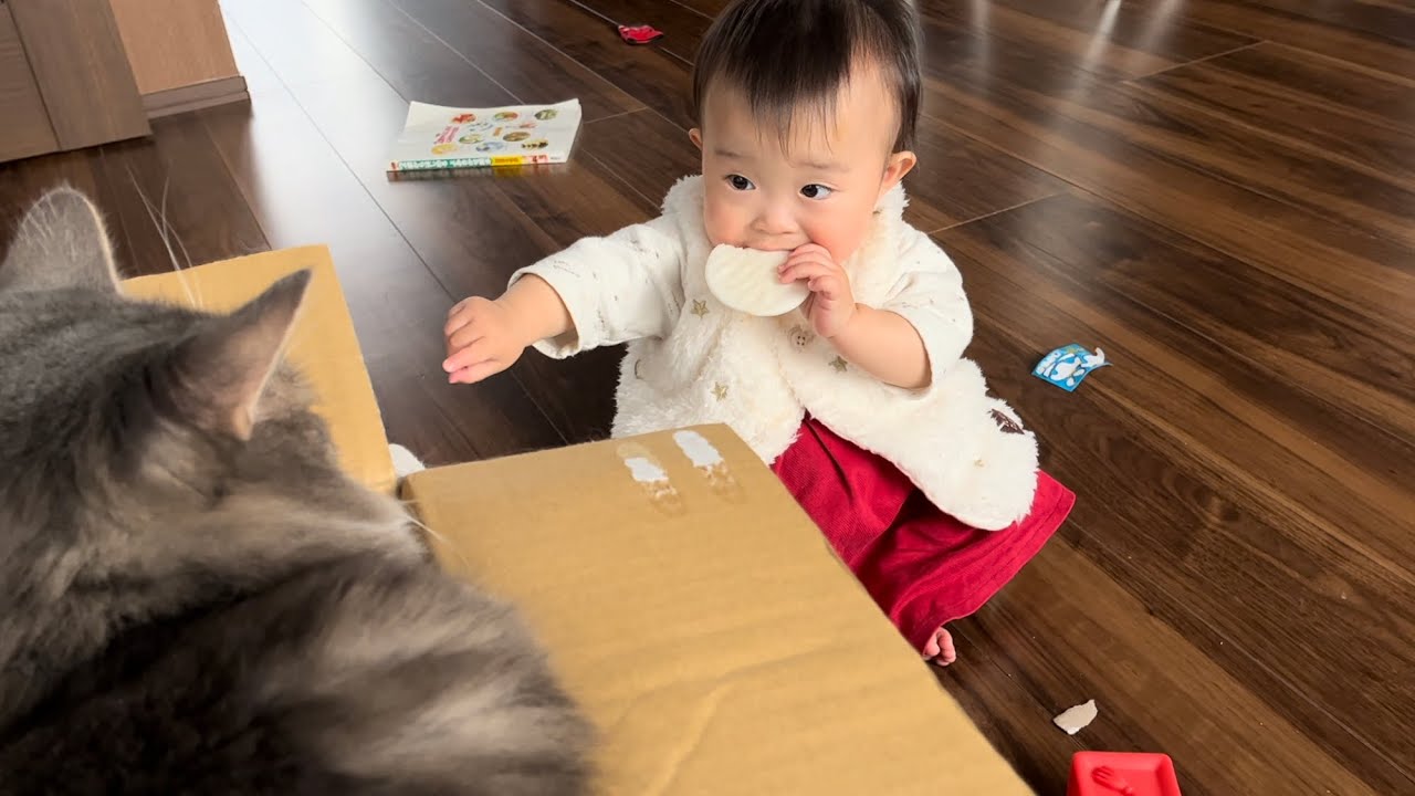 食欲が止まらない赤ちゃんをじっと見つめる猫　ノルウェージャンフォレストキャット　A cat staring at a baby who can't stop eating