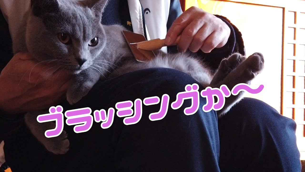 仕方なくブラッシングされるシャルトリューの猫のグラスさんがこちらです           【シャルトリュー】