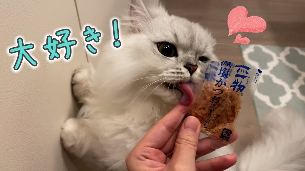 大好きなお刺身、かつおぶしに大喜びの猫！［ペルシャ猫］