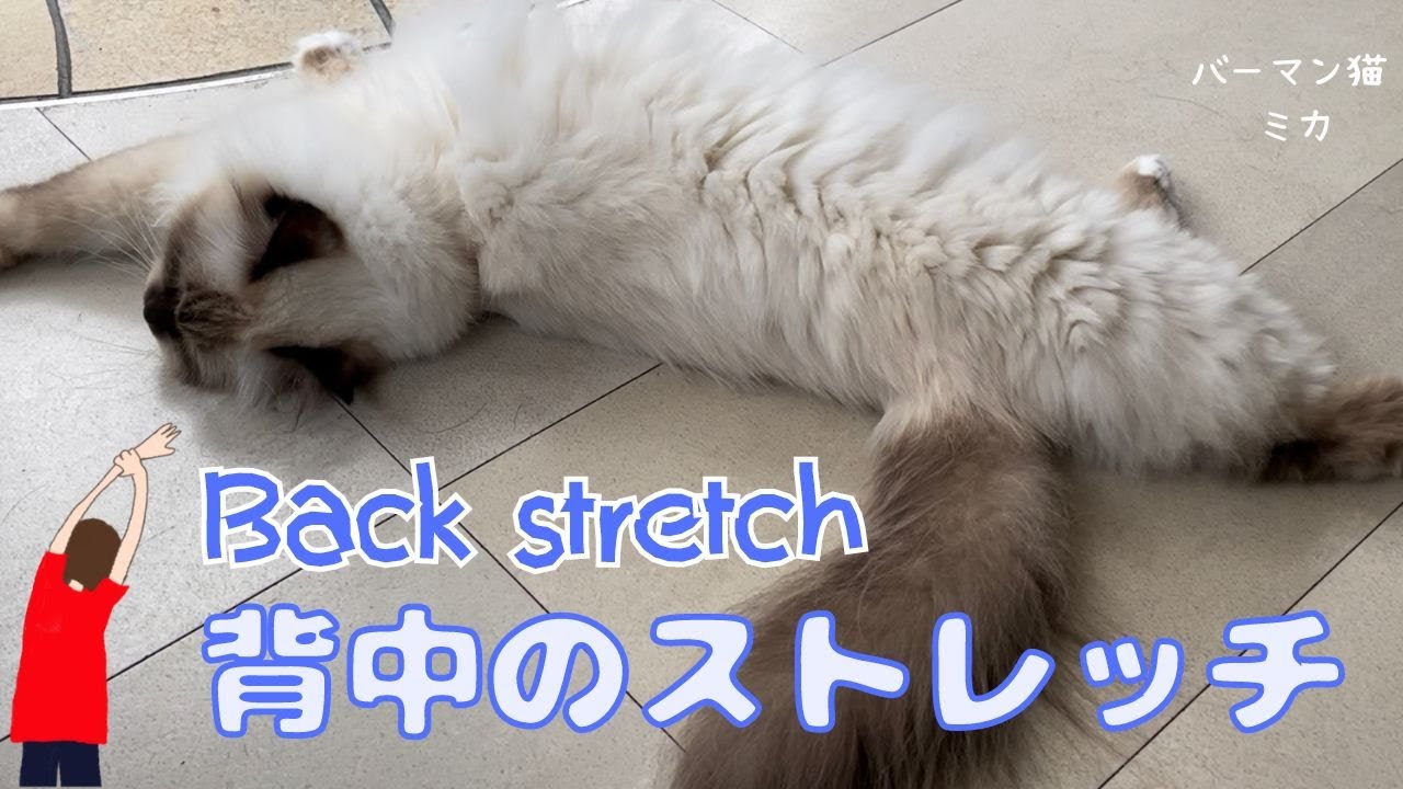 やってみニャ【背中のストレッチ】Back stretch（バーマン猫）Birman/Cat