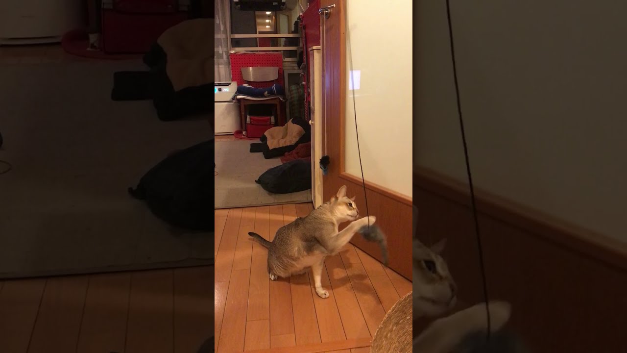 ぶらさげネズミで遊んでみるシンガプーラなのにゃ♪