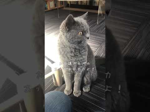 撫ですぎるとカプッてされます😅#shorts #猫 #セルカークレックス #cat #selkirkrex