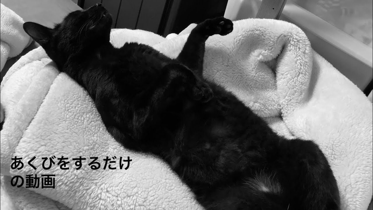 【あくびをするだけの動画】黒猫｜保護猫｜愛猫｜ジャパニーズボブテイル｜日本猫｜ワタシは、ネコ派｜#shorts