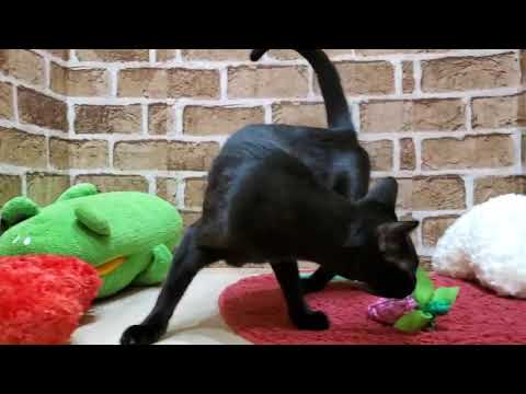 Coo&RIKU　No497539　エジプシャンマウ