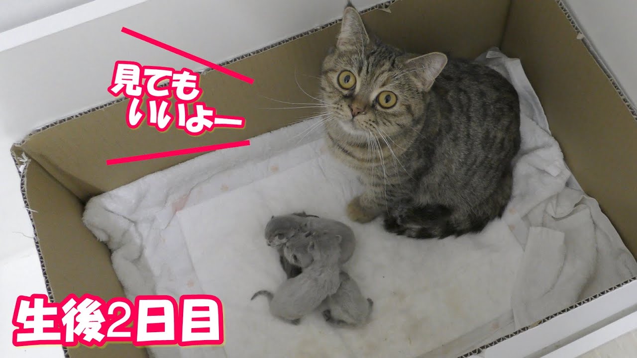 【200万再生突破】【生後2日目の子猫】赤ちゃん猫 沢山見せてくれました！＃25