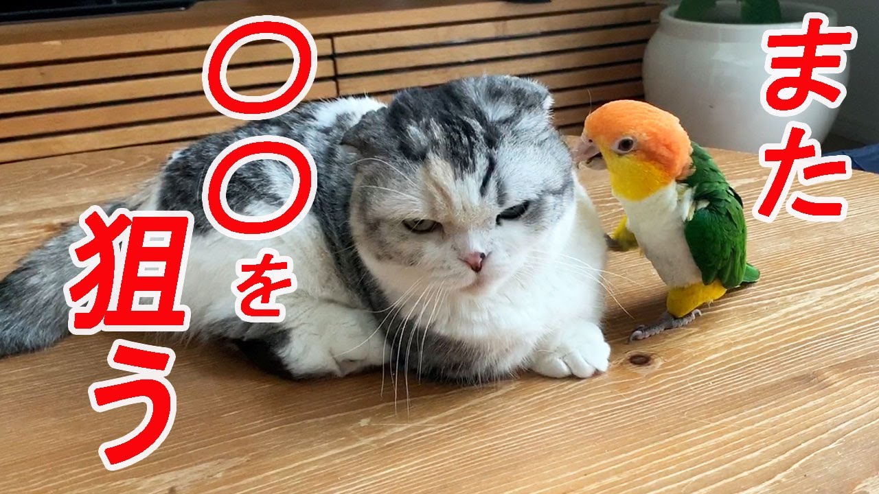 【猫vsインコ】襲撃！再び・・・【マンチカン】【シロハラインコ】