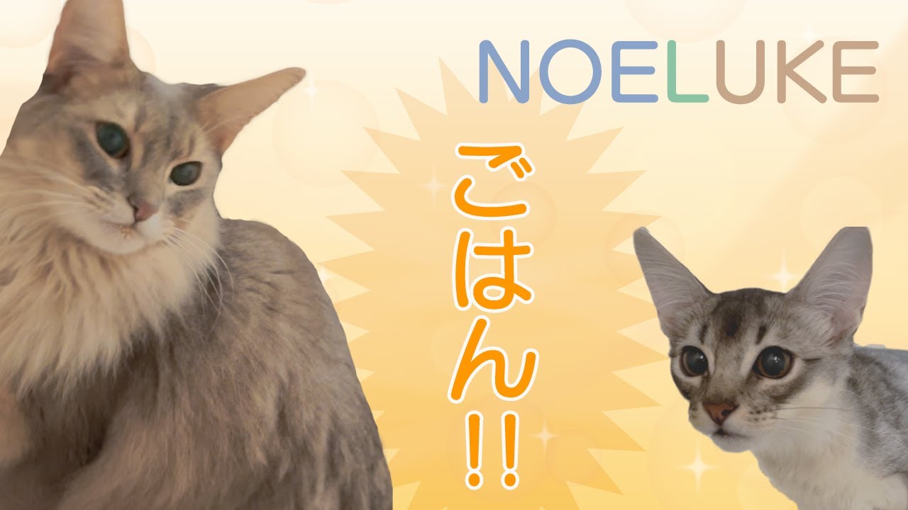【ソマリ】ご飯の出現に大合唱するニャンズ