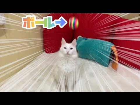 【ナイスキャッチ！】身体能力の高いターキッシュアンゴラとボール遊びw