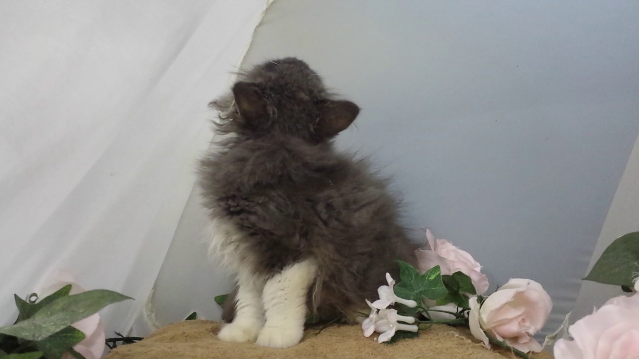 ロングヘアーのスコティッシュフォールド販売中/宮城県仙台市、多賀城市、塩釜市で子猫をお探しなら