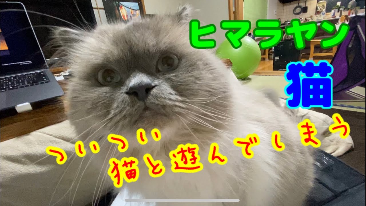 【cat & dog】ついつい猫と遊んでしまう！ヒマラヤン猫