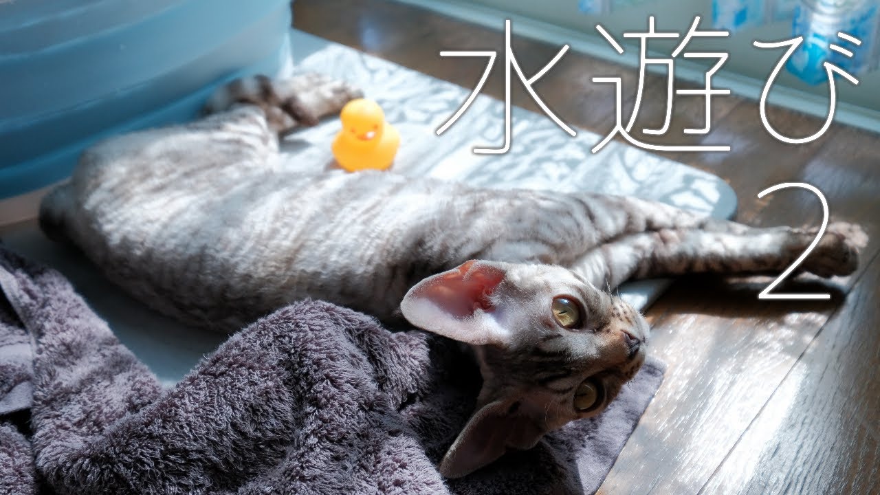 この夏最後の水遊び／デボンレックス