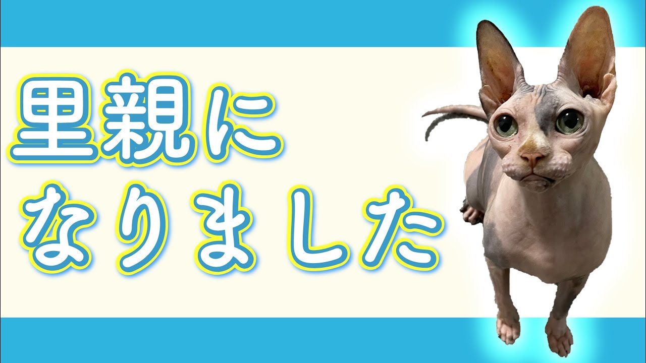 【お迎え】里親になりました【スフィンクス】