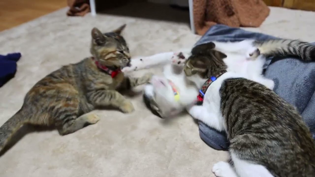 遊ぶ子猫たち　221212