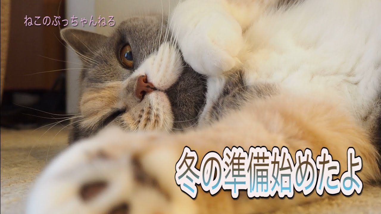 冬の準備始めたよ　ブリティッシュショートヘアー【ねこのぶっちゃんねる】｜ねこのいる暮らし｜ねこ動画｜