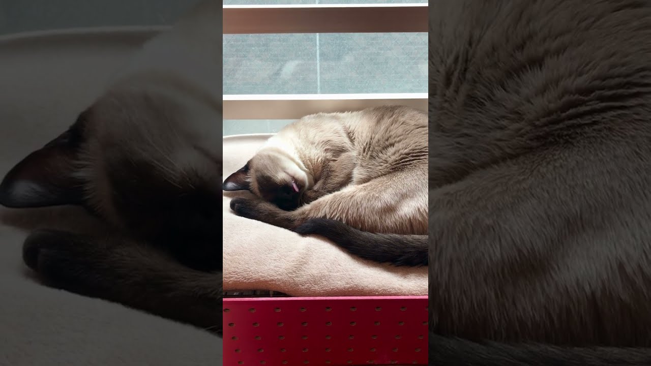 コテッと寝ちゃうたぬき猫なのにゃ♪