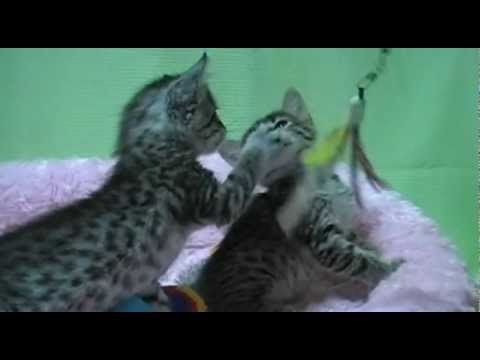 エジプシャンマウちゃんたち