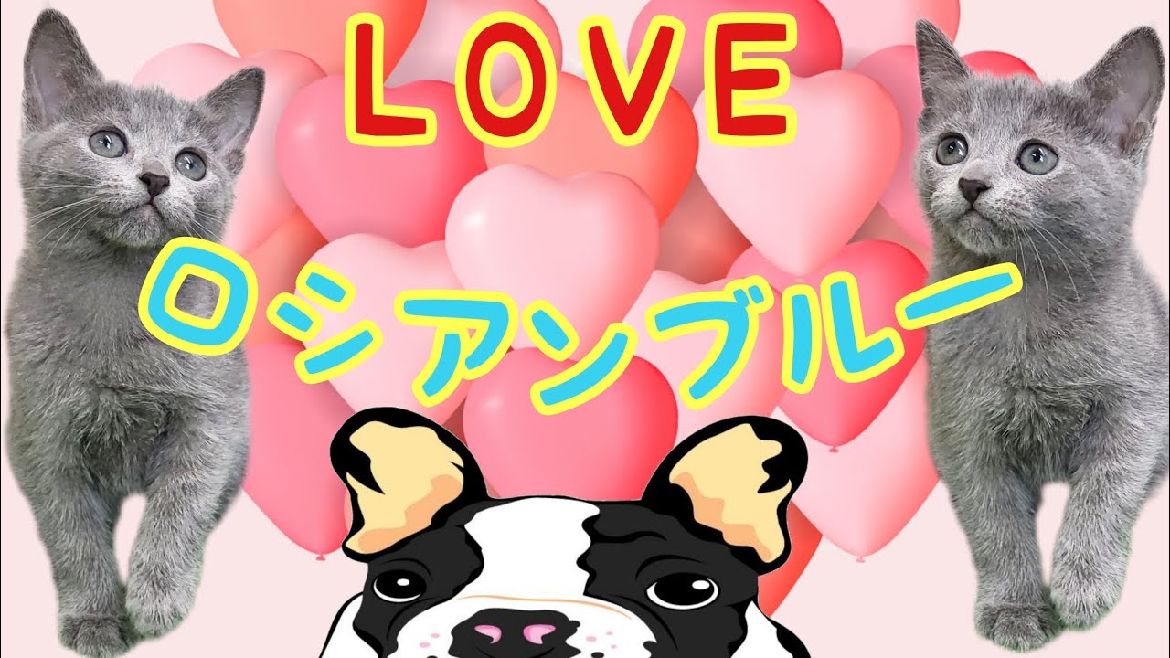 ロシアンブルー・子猫【鶴見元宮店】
