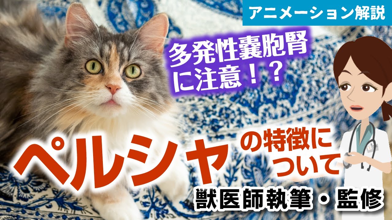 ペルシャ猫の特徴や気を付けたい病気など【獣医師執筆監修】