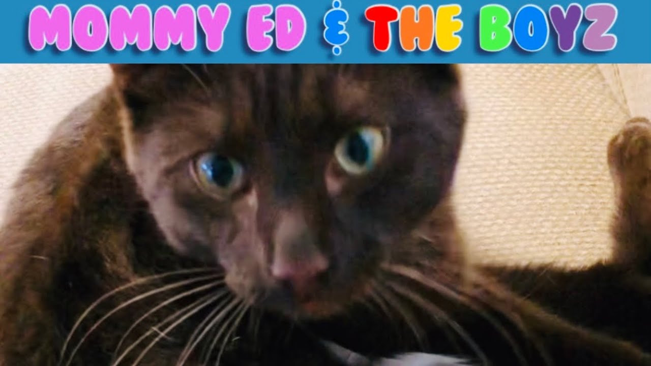 #Shorts : I smell like fish #catlover