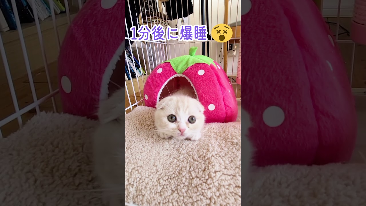 1分後に爆睡する子猫が可愛すぎる #shorts