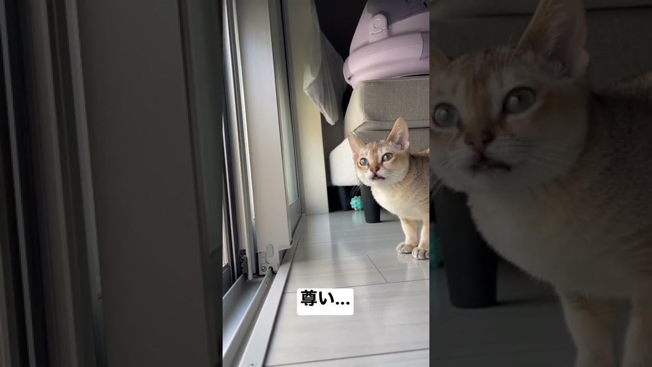 [シンガプーラ] 尊い...😭😭