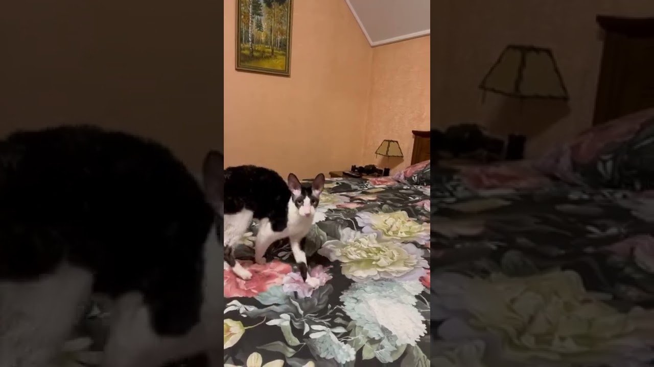 black and white Cornish Rex Cat