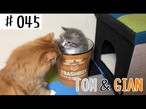 猫【トム＆ジャン】♯０４５　ゴミ箱でいたずらしたら・・・W ノルウェージャンフォレストキャットのトムくんが・・・