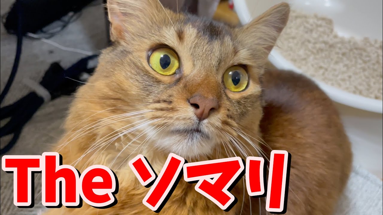 飼い主が思うソマリの魅力ポイント