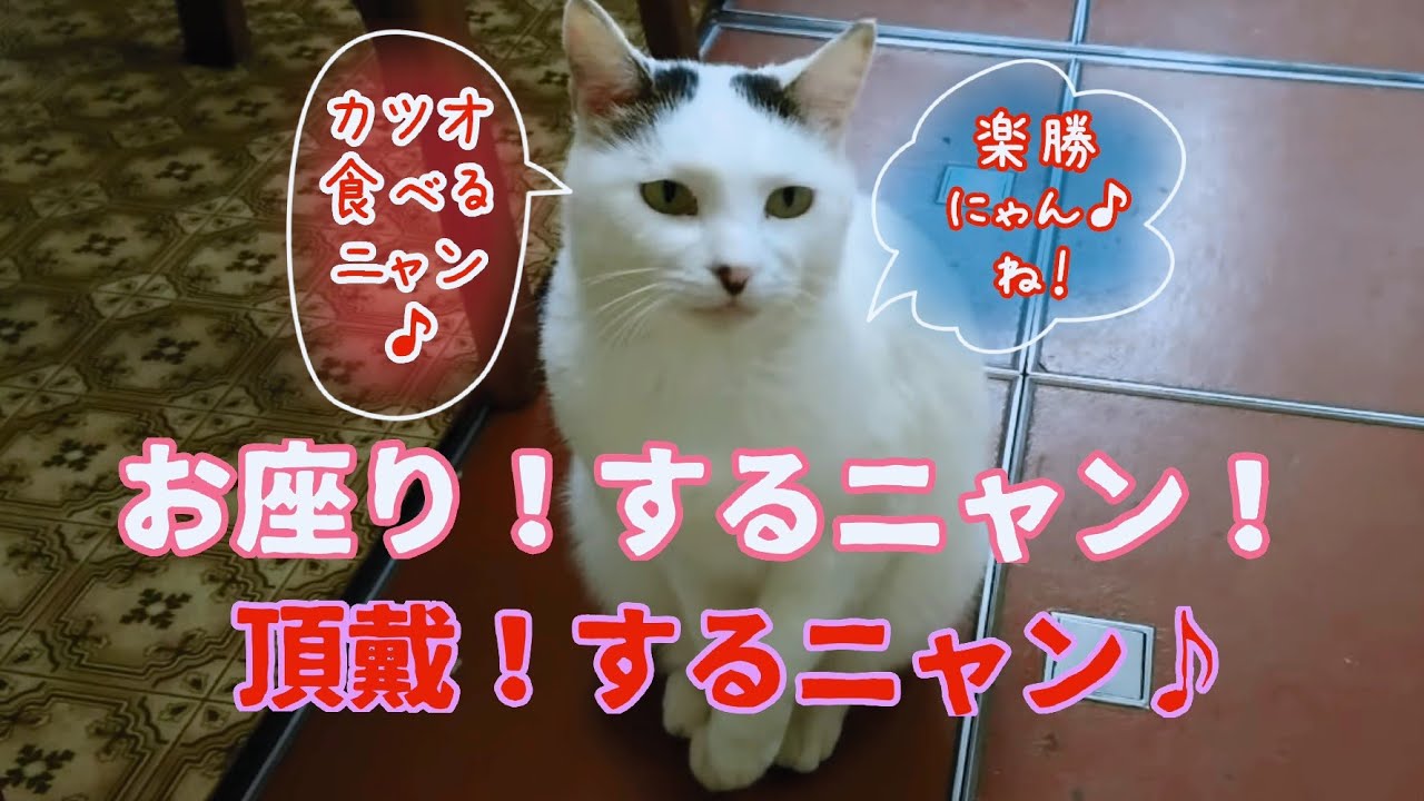 【さんぽねこのゆきちゃん】お座り！ごはん頂戴！♥️ 小技を披露│可愛い芸を見せちゃいます│にゃんこなのに芸をします│熱海│伊豆│日本猫│これが普通！お座りと頂戴！小技を見せる│ジャパニーズ・ボブテイル