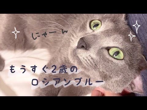 【猫動画】もうすぐ2歳のロシアンブルーのぬんちゃんに密着！ねこの休日ルーティン＊【猫/ねこ/くるみ/しゃちくるみ/モーニングルーティン/ナイトルーティン】