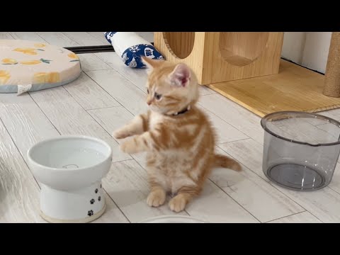 マンチカン立ちで踊る子猫の姿に胸キュン💓
