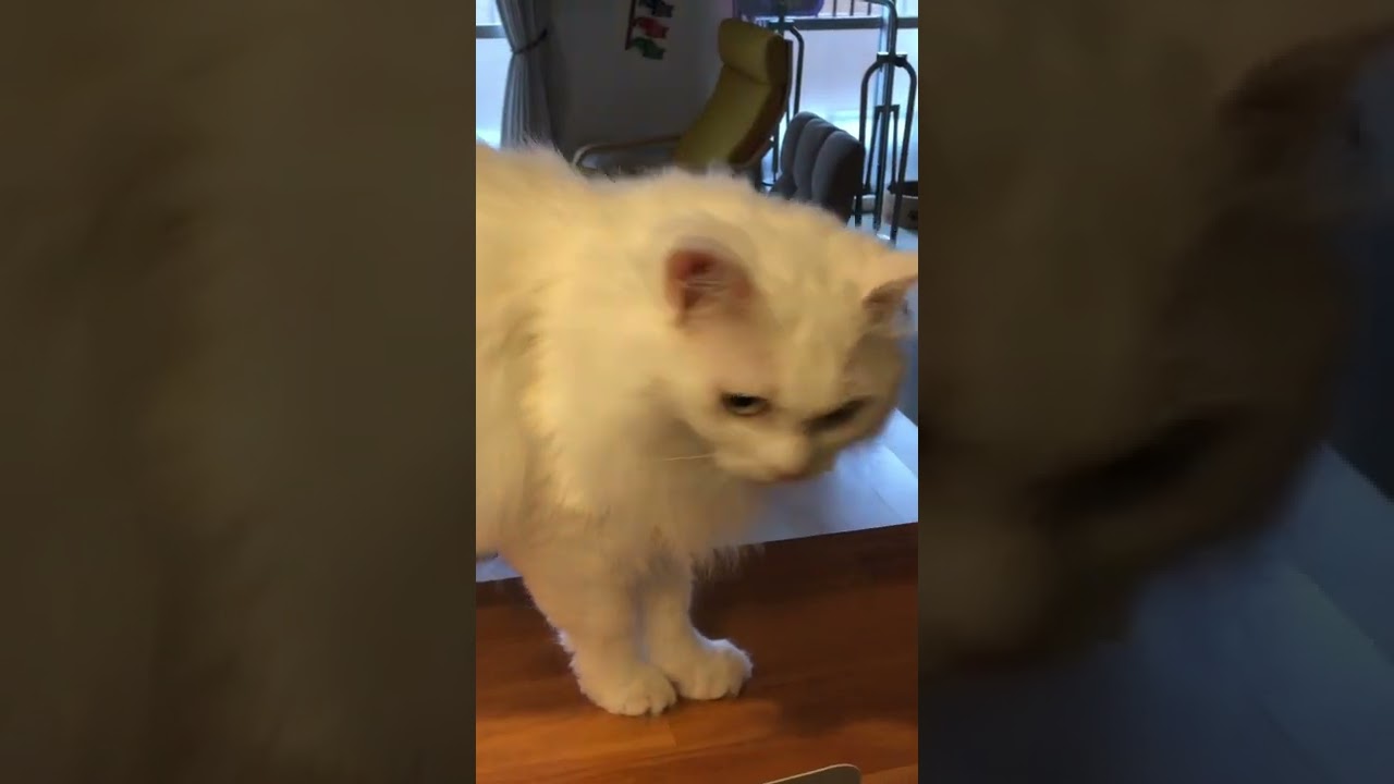 今日のルーちゃん　#猫 #cat  #ターキッシュアンゴラ