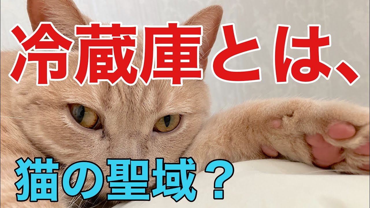 猫は冷蔵庫によく登る【ブリティッシュショートヘア】