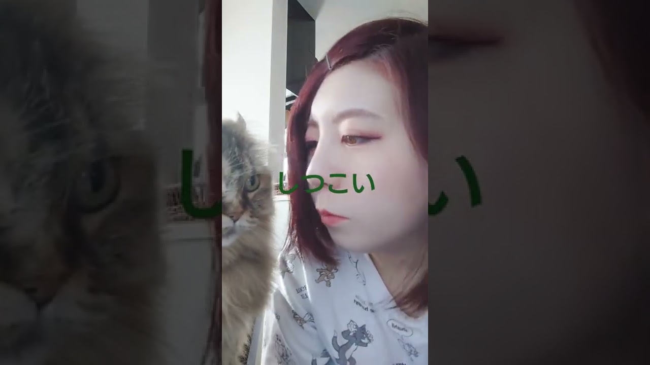 猫と母の朝のルーティーン　#猫　#アメリカンカール