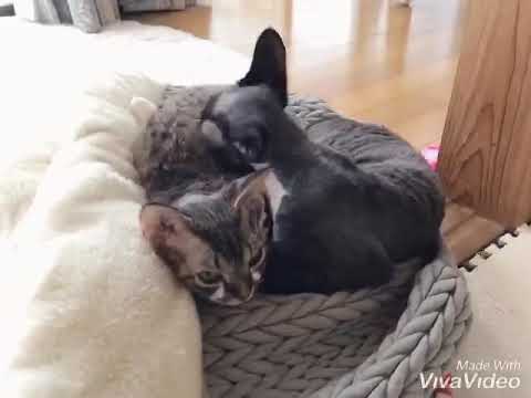 【ニュージーランド生まれのデボンレックスの男の子】