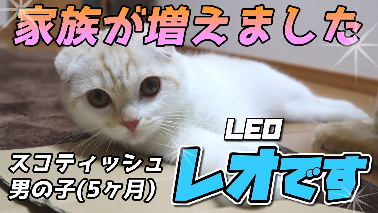 【家族が増えました】スコティッシュフォールドの白い子猫！生後5ヶ月の男の子に癒される♡