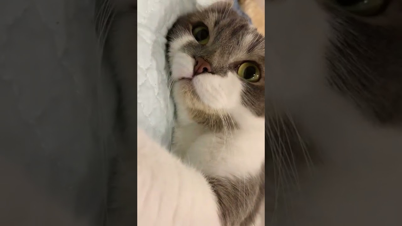 イケメンねこと添い寝気分【たぴ・アメリカンカール】