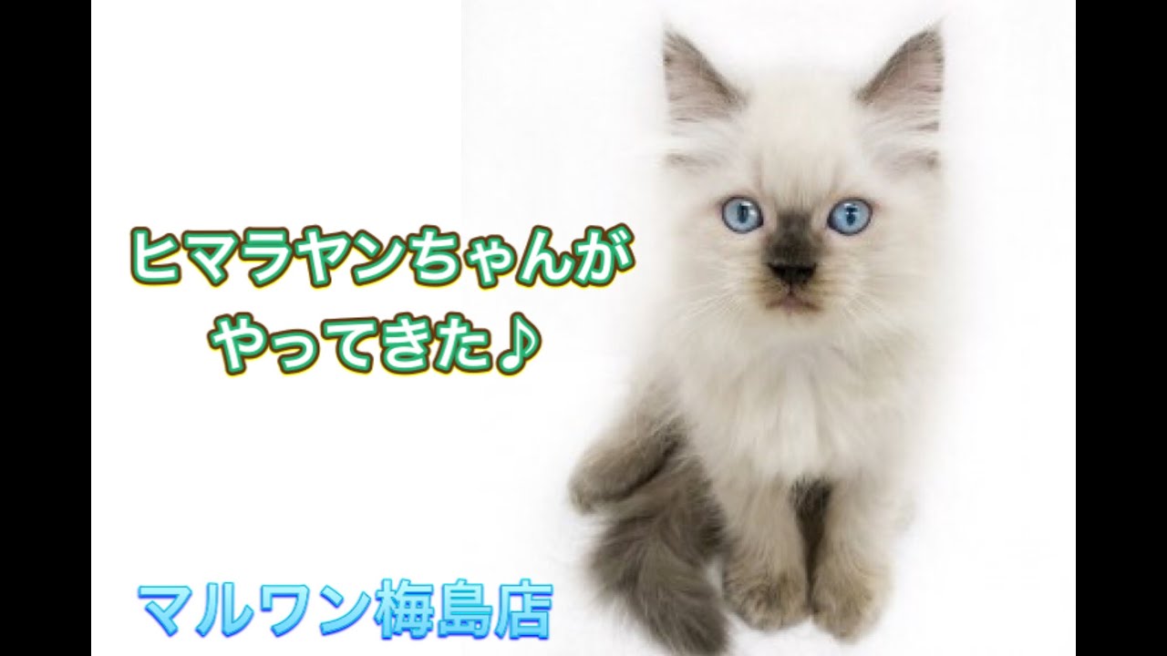 【　ヒマラヤン　】ヒマラヤンちゃんがやってきた♪