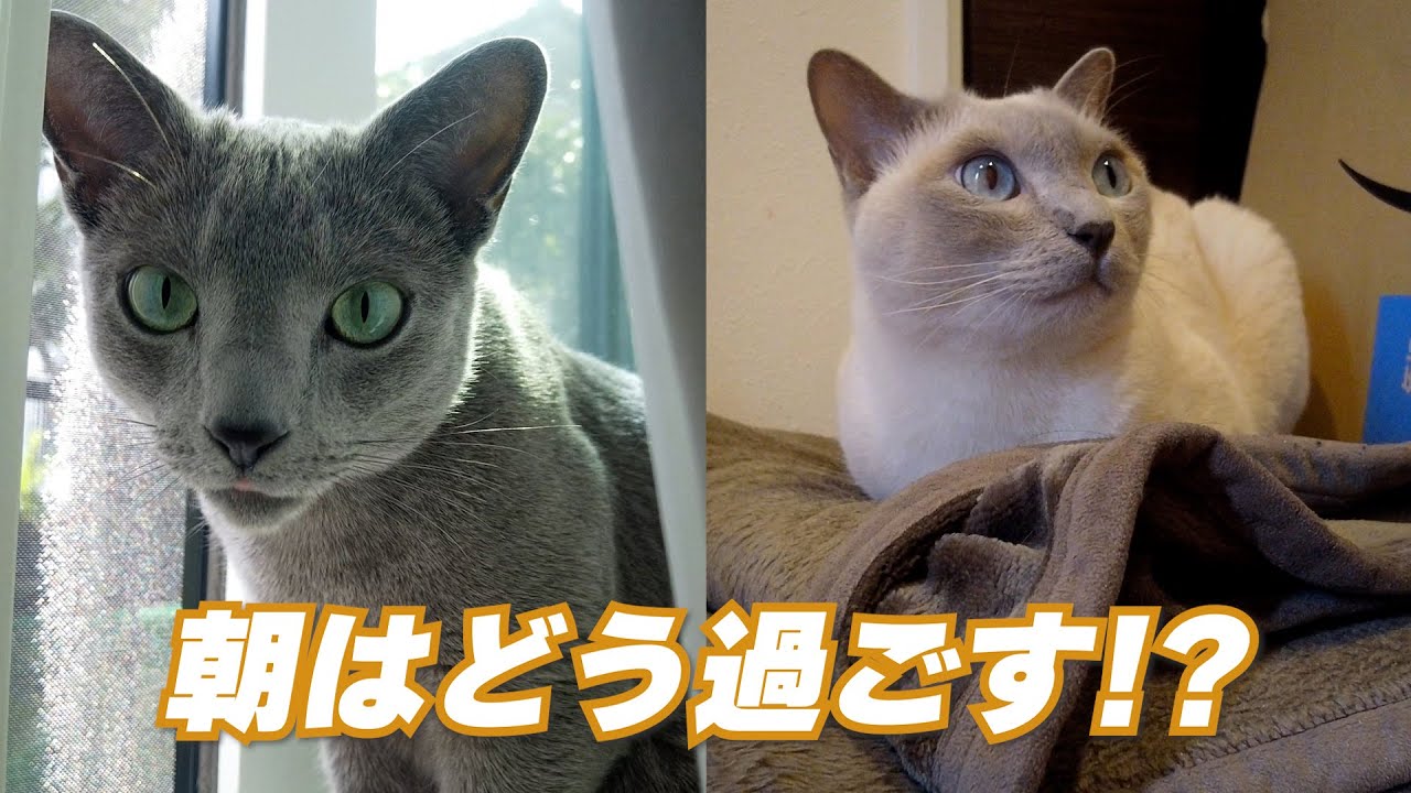 【ある朝】【ロシアンブルー×トンキニーズ】2人の朝のリクエストが可愛い（＃108）