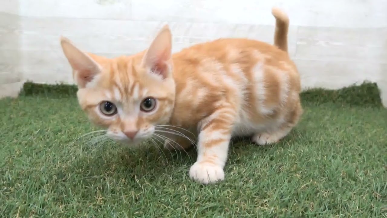 Coo&RIKU　No00610333 アメリカンショートヘアー