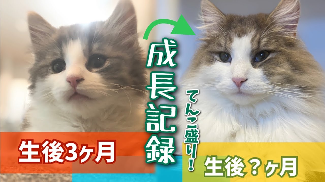 長毛猫の成長記録❗️変化が凄い【ノルウェージャンフォレストキャット】